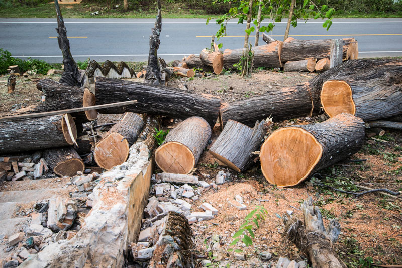 Arboriste au Versoud<br>Entretien d’arbres au Versoud<br>Élagage d’arbres au Versoud