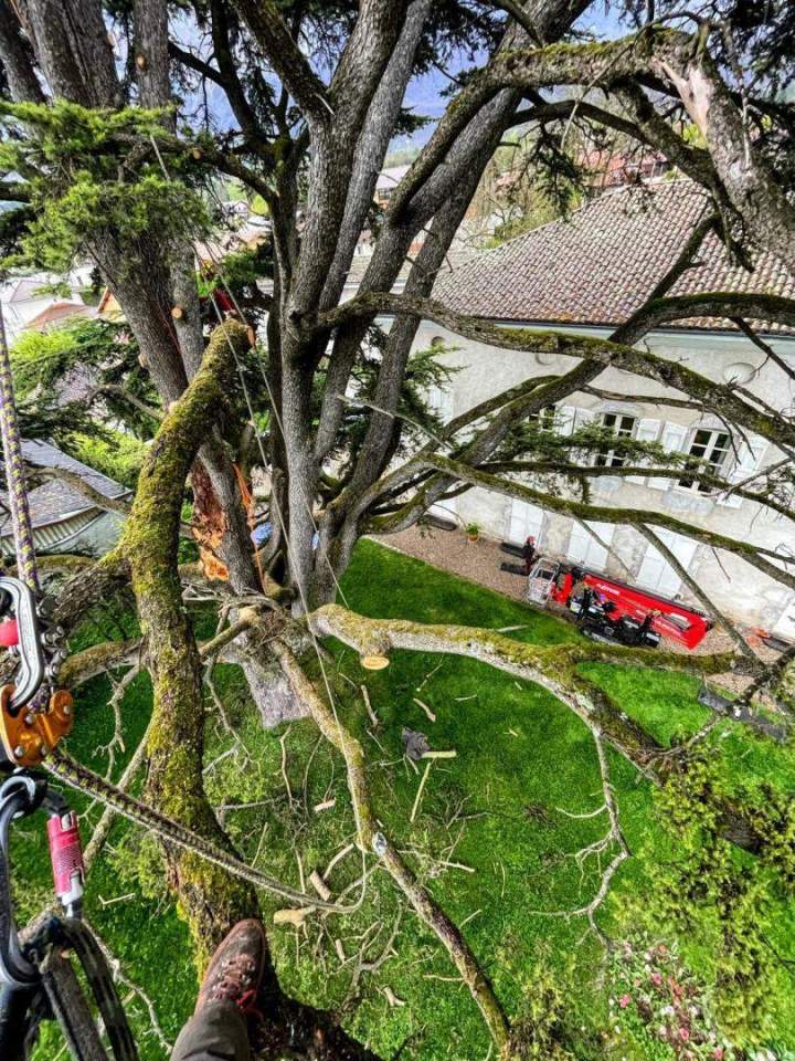 Taille arbre fiable Grenoble