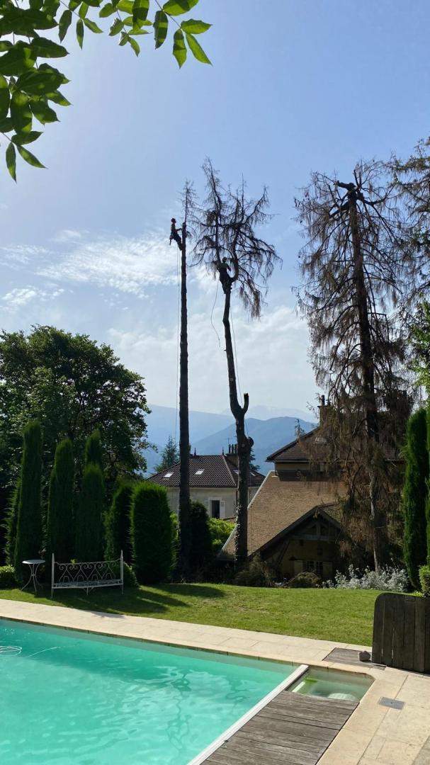 Abattage arbres en toute sécurité Grenoble