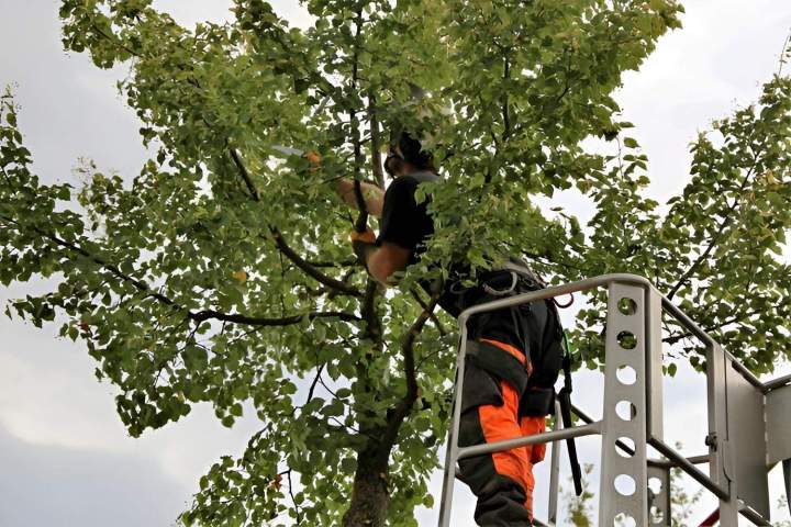 Elagage par un professionnel Grenoble
