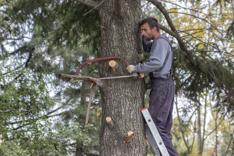 <p>Comment entretenir les arbres de son jardin ? Saint-Ismier</p><p>Comment prendre soin des arbres dans son jardin ? Saint-Ismier</p><p>Comment préserver la santé et la vitalité des arbres de son jardin ? Saint-Ismier</p>