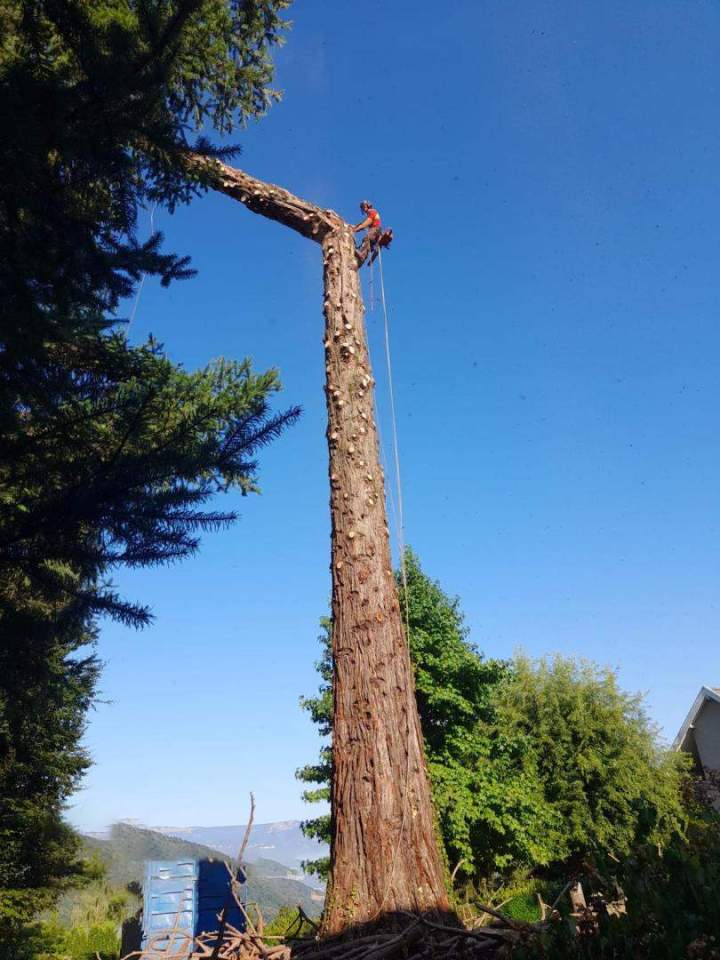 Abattage grand arbre Grenoble
