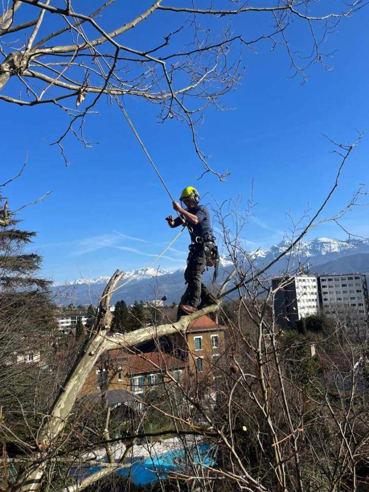 Intervention technique élagage Grenoble