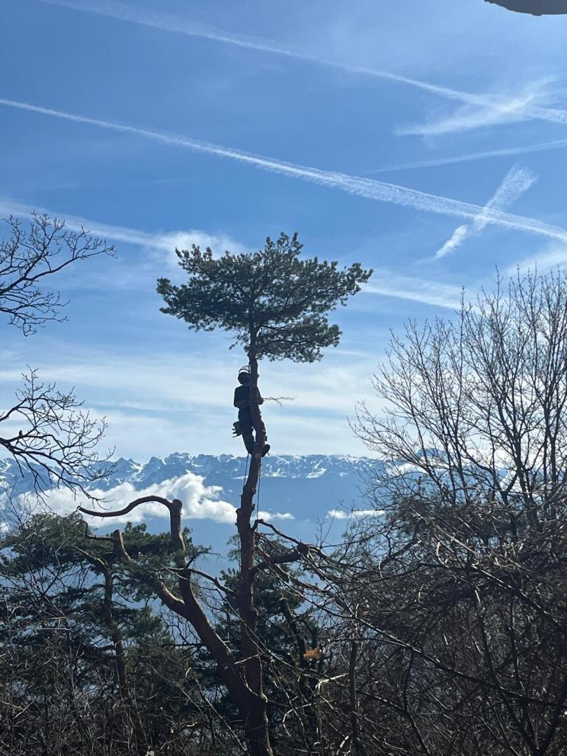 Élagage, Grenoble