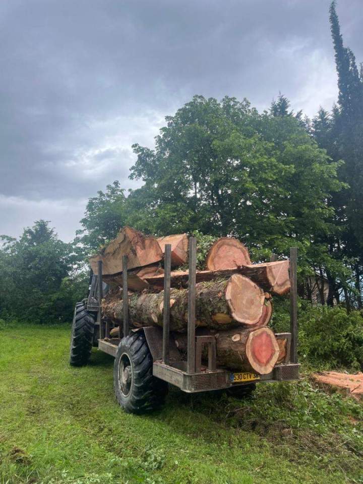 Troncs d'arbres abattus Grenoble