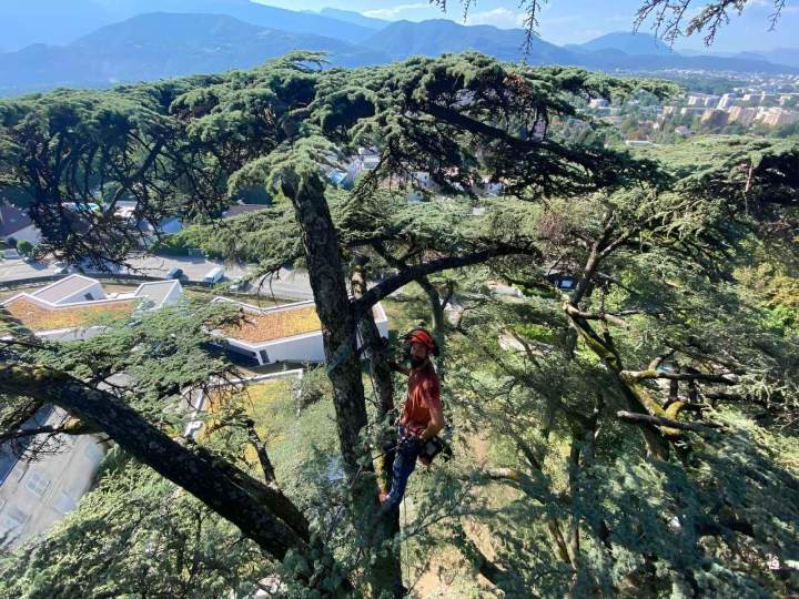 Elagueur professionnel Grenoble