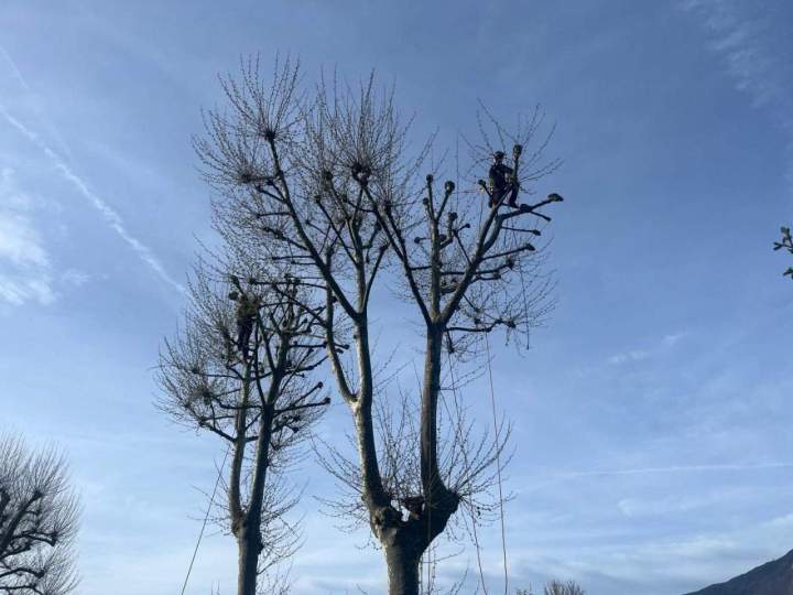 Travaux d'élagage en cours Grenoble